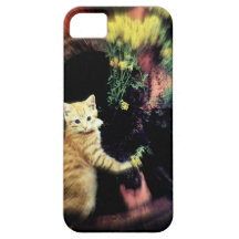 Gato lindo del gatito que plantea imagen de la fot iPhone 5 Case-Mate fundas