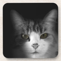 Gato lindo posavasos