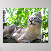 Gato lindo impresiones
