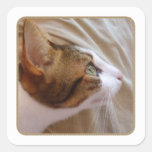 Gato magnífico - pegatina cuadrado