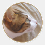 Gato magnífico - pegatina redondo
