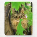 Gato Mousepad del árbol