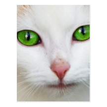 Gato nacional con la piel felina del blanco de la  postal