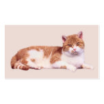 Gato nadie tarjeta de visita de Purrfect