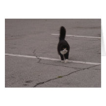 Gato negro con la foto blanca de las patas y tarje
