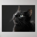 Gato negro contra el fondo negro, primer impresiones