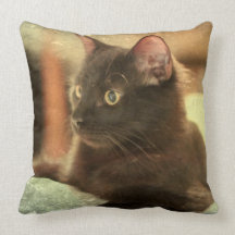 Gato negro de Earthtones en el fondo de piedra Almohadas