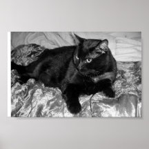 Gato negro serio impresiones