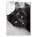 Gato negro tarjeton