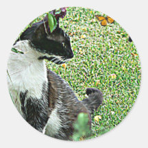Gato negro y blanco de la "mariquita" pegatina