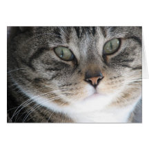 Gato-ojos Felicitacion