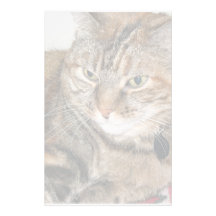 Gato Papeleria
