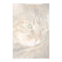 Gato Papeleria