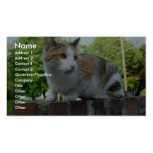 Gato perdido lindo en Cambridge Plantillas De Tarjetas Personales
