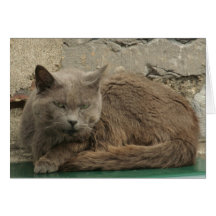Gato perezoso tarjetas