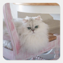 Gato persa blanco en una silla rosada pegatina cuadradas personalizada