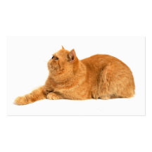 Gato persa plantillas de tarjeta de negocio