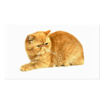 Gato persa plantillas de tarjeta de negocio