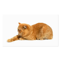 Gato persa plantillas de tarjeta de negocio
