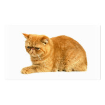 Gato persa plantillas de tarjeta de negocio