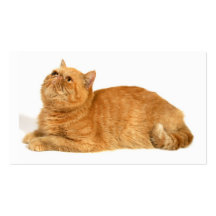 Gato persa tarjeta de visita