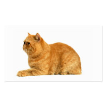 Gato persa tarjeta personal