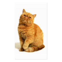 Gato persa tarjeta personal