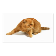 Gato persa tarjetas de visita