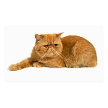 Gato persa tarjetas de visita