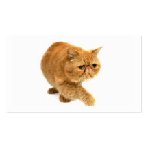 Gato persa tarjetas de visita
