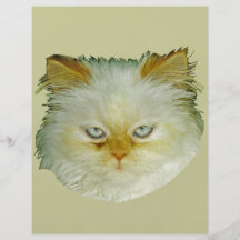 Gato persa tarjetas informativas
