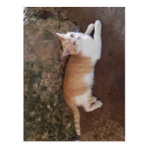 Gato Postal
