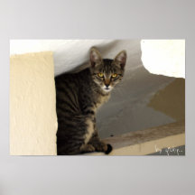 gato impresiones