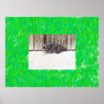 Gato Posters