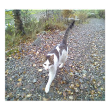 Gato que camina cojinete