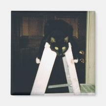 Gato que cuelga alrededor imán para frigorifico