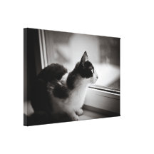 Gato que mira afuera impresiones de lienzo