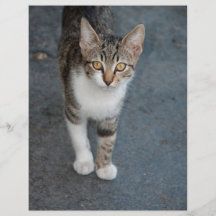 Gato rayado tarjetones