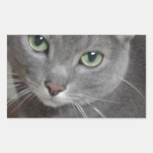 Gato ruso del gris azul pegatina