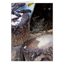 Gato salvaje en tarjeta de nota del invierno