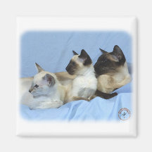 Gato siamés 9W055D-074 Iman De Nevera