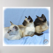Gato siamés 9W055D-074 Poster