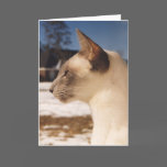 Gato siamés del punto azul en nieve tarjetas