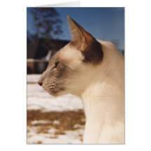 Gato siamés del punto azul en nieve tarjetón