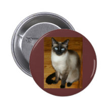 Gato siamés pin