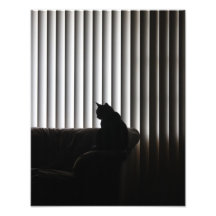 Gato solo fotos