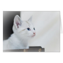 Gato Tarjeta