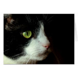 Gato Tarjeton