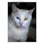 Gato turco del angora con los ojos unidos mal tarjeta
