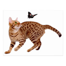 Gato y mariposa de Ocicat Postal